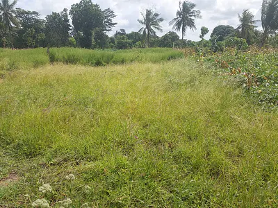 Bomani quarter-acre plot - listing photo 2