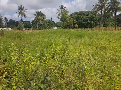 Bomani quarter-acre plot - listing photo 3